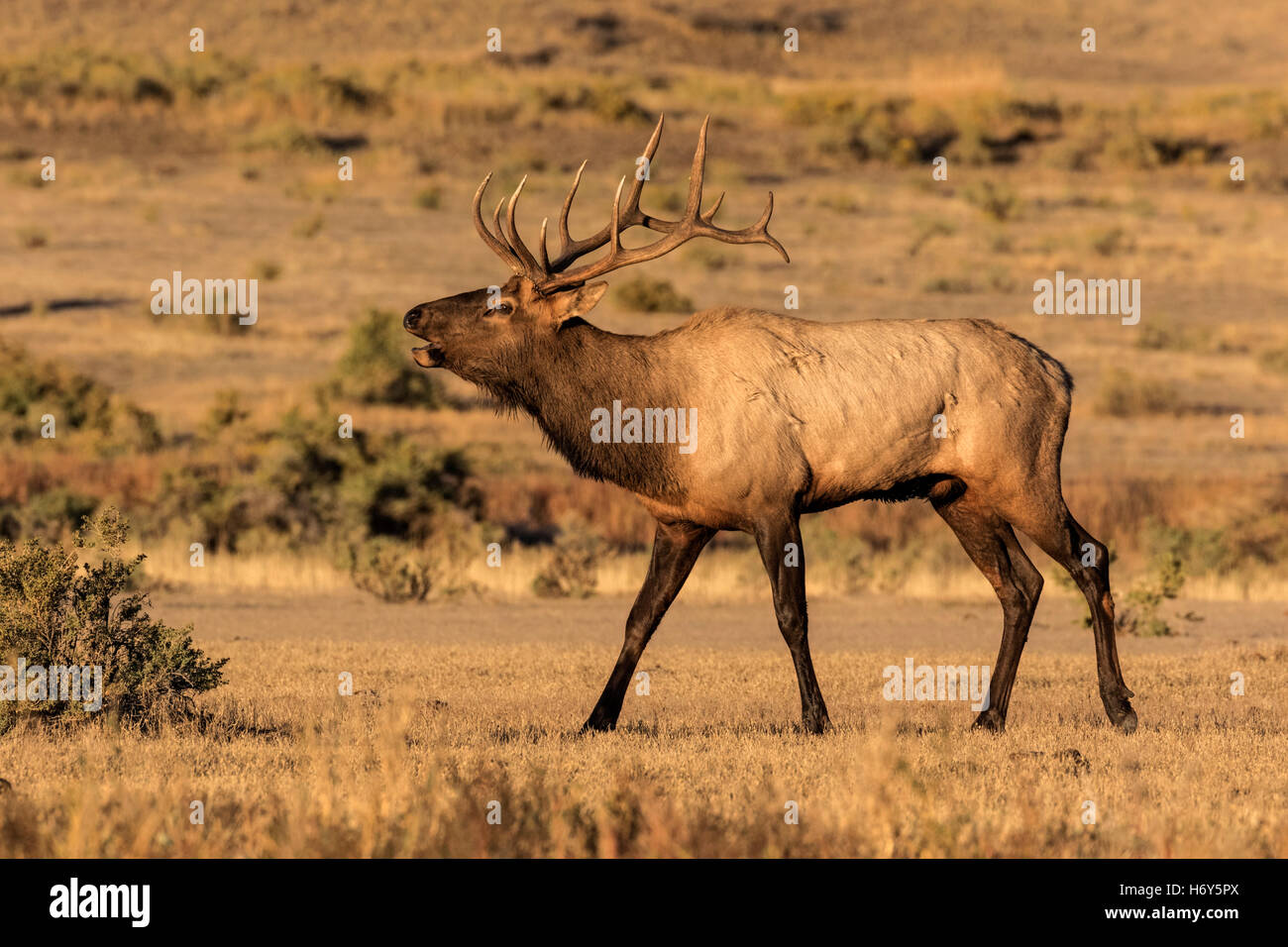 Bull Elk during the rut Cervus canadensis Stock Photo Alamy