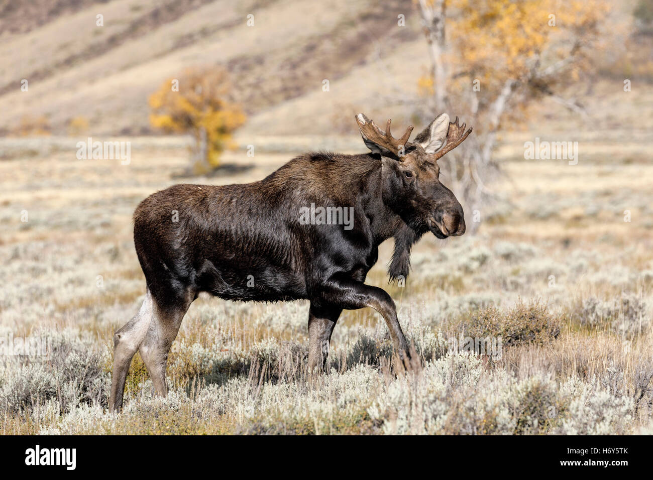 Bull Moose - adult male Shiras Moose - Alces alces Stock Photo