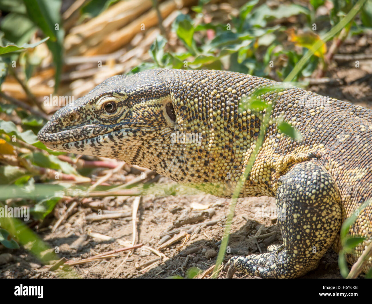 Portrait of a large colorful monitor lizard taken in the Caprivi Strip of Namibia. Stock Photo