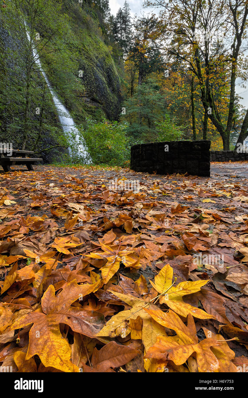 Fallen Bigleaf Maple leaves at Horsetail Falls in Columbia River Gorge Oregon during Autumn Stock Photo