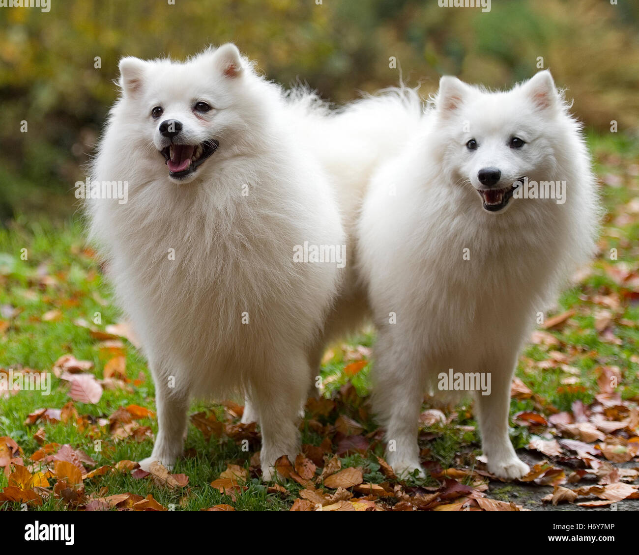 Two Japanese Spitz High Resolution Stock Photography And Images Alamy