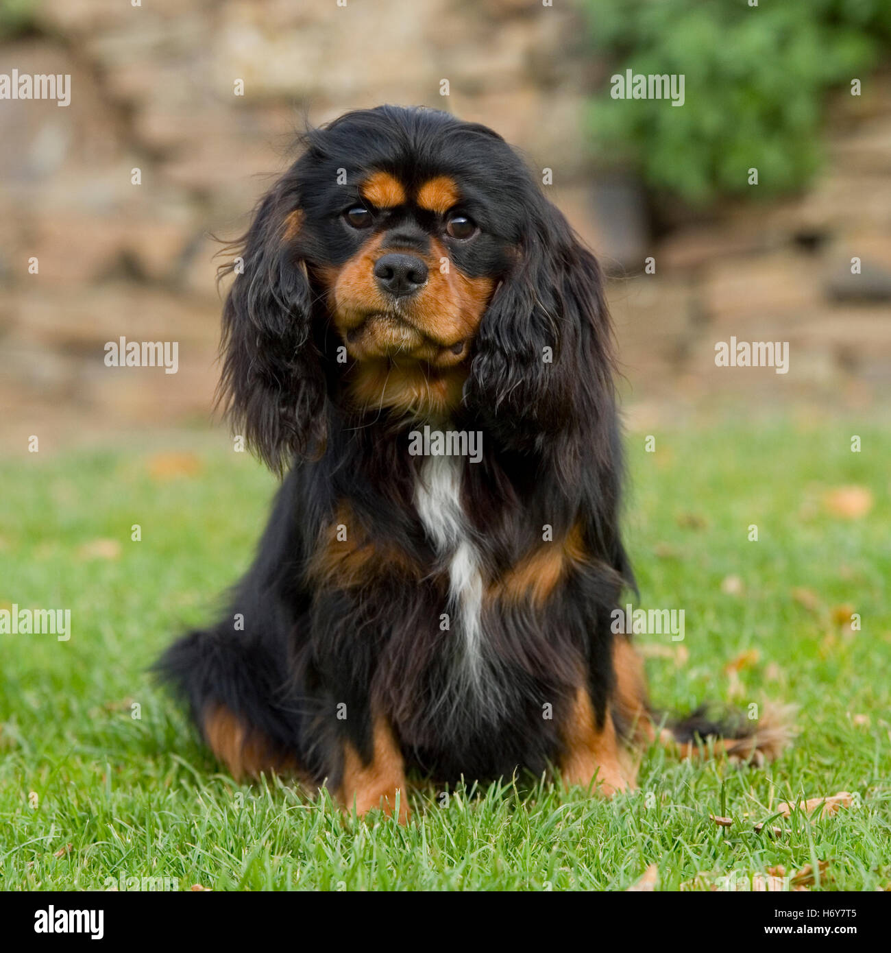 cavalier king charles spaniel tri