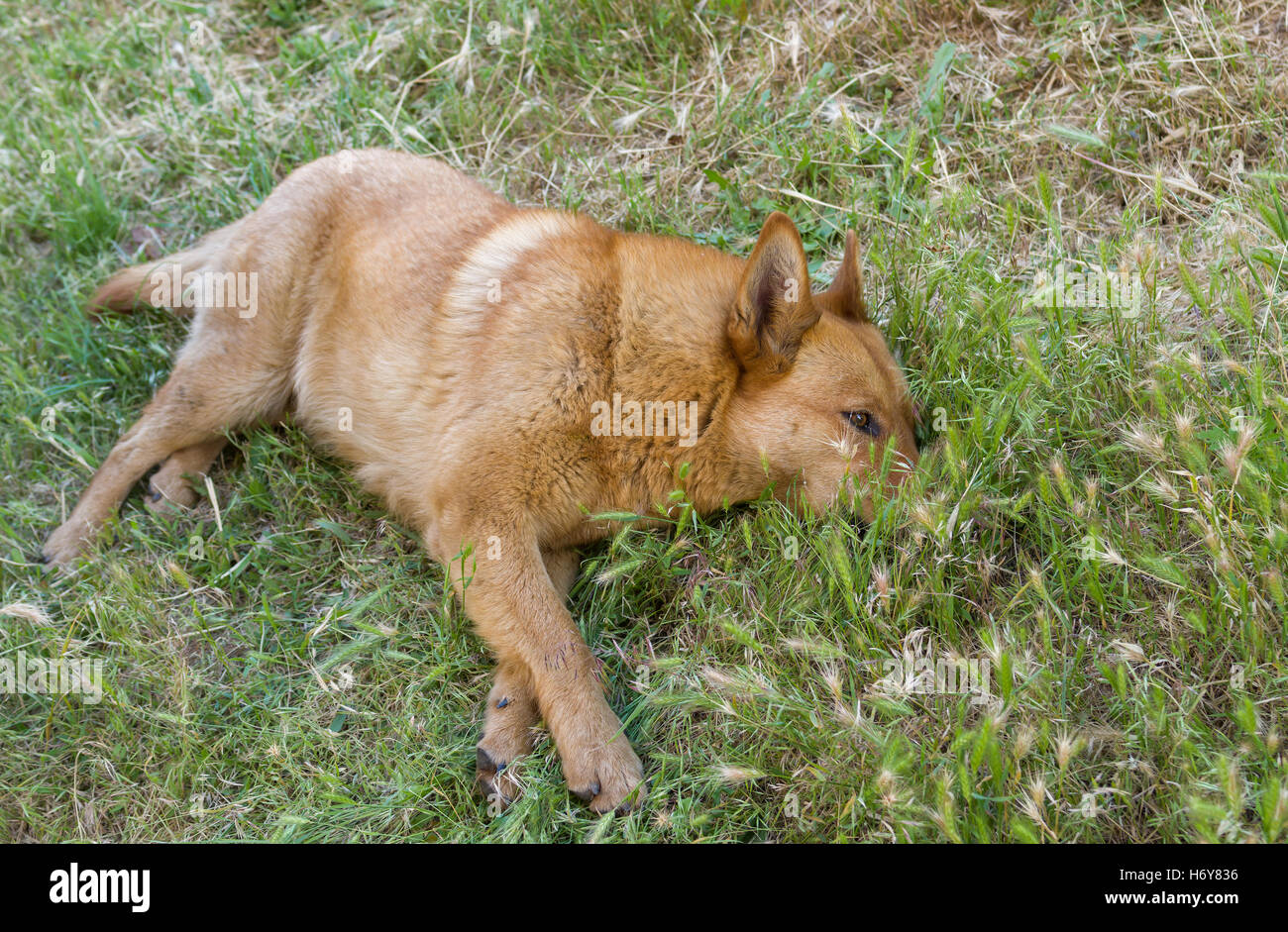 Cute mixed breed dog resting in summer grass Stock Photo - Alamy
