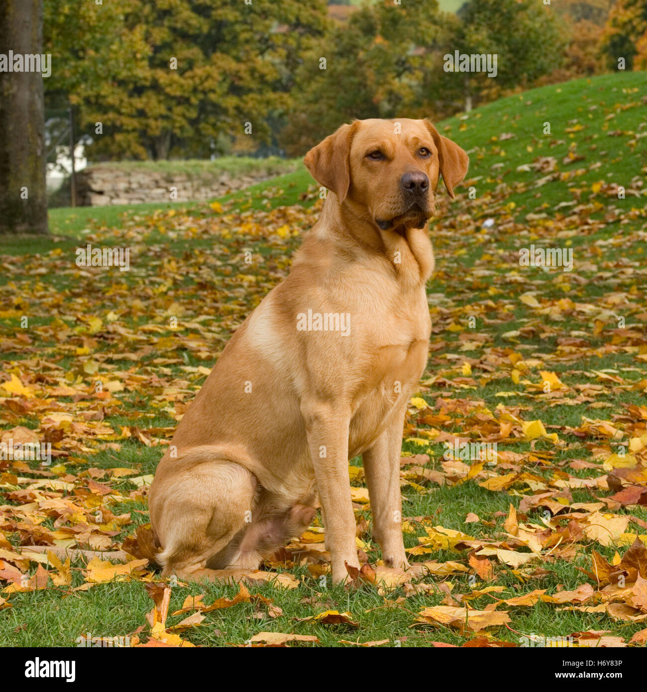 Adult labrador retriever hires stock photography and images Alamy