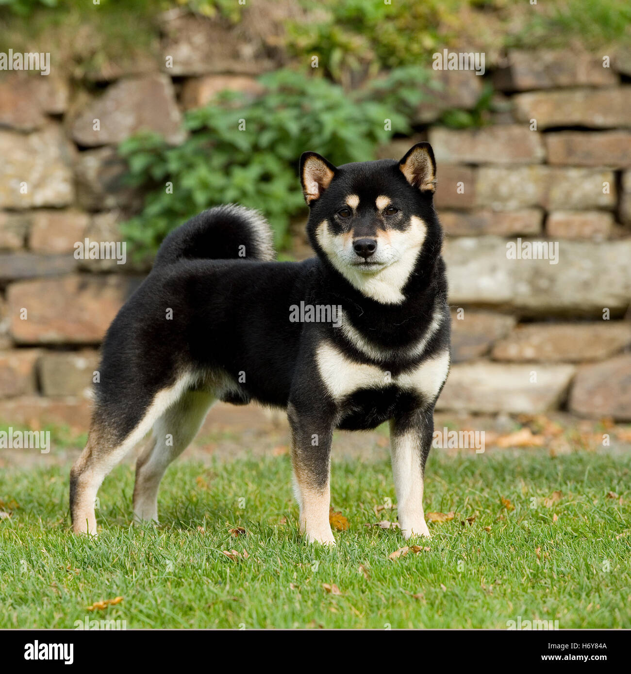 Black And Tan Shiba Inu Stock Photos Black And Tan Shiba
