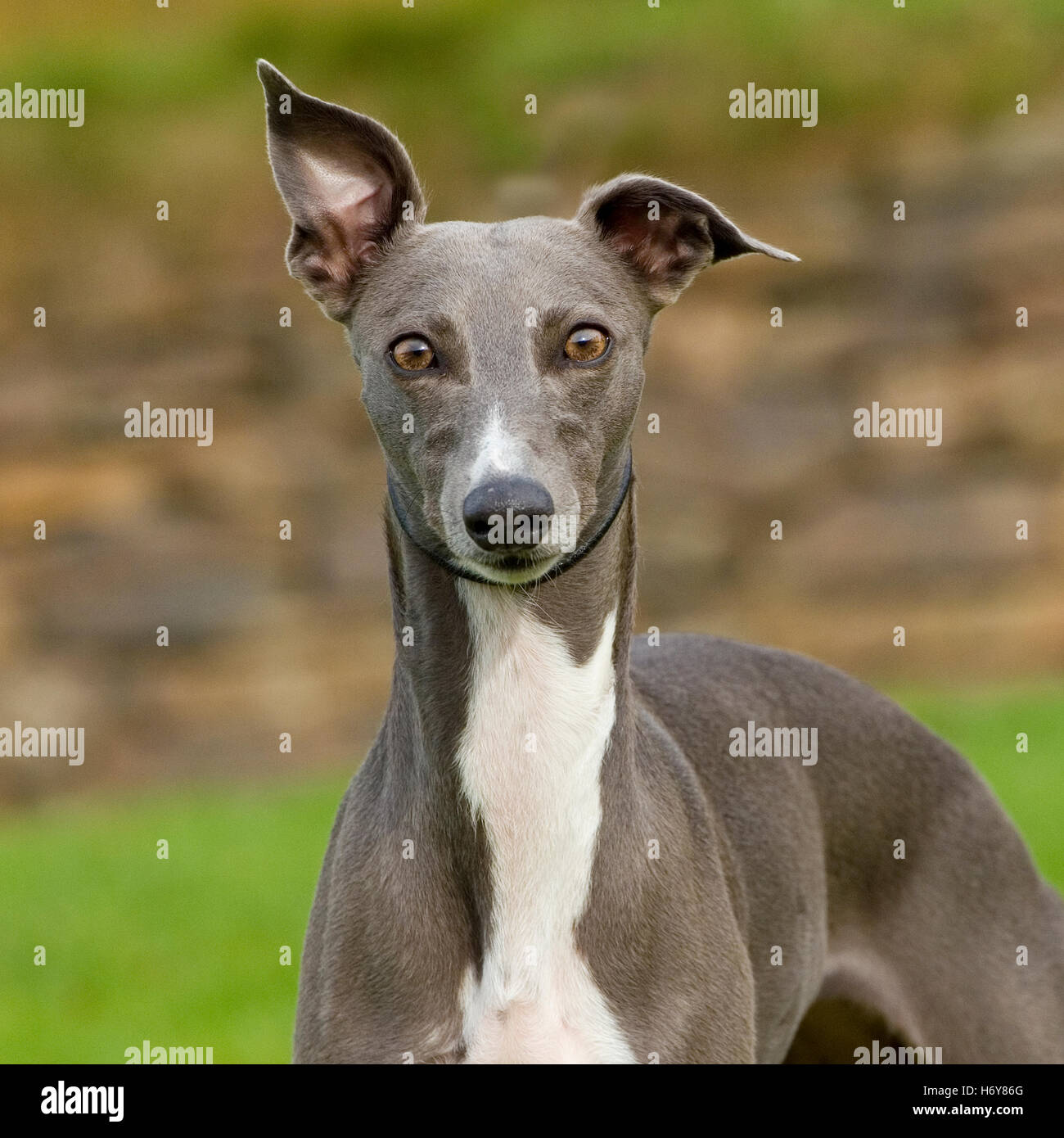 Blue Whippet Stock Photos Blue Whippet Stock Images Alamy