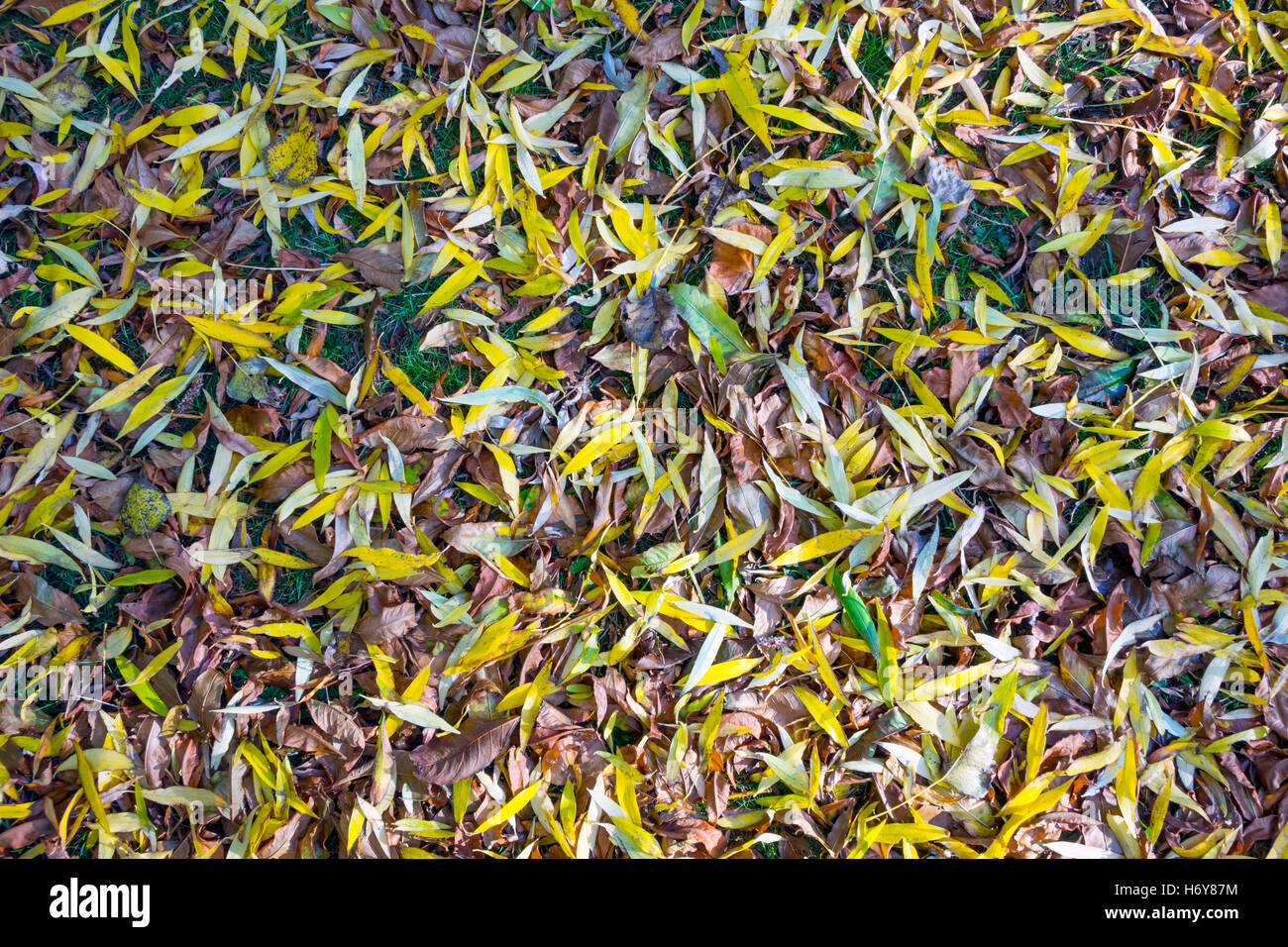 Willow leaves with hi-res stock photography and images - Alamy