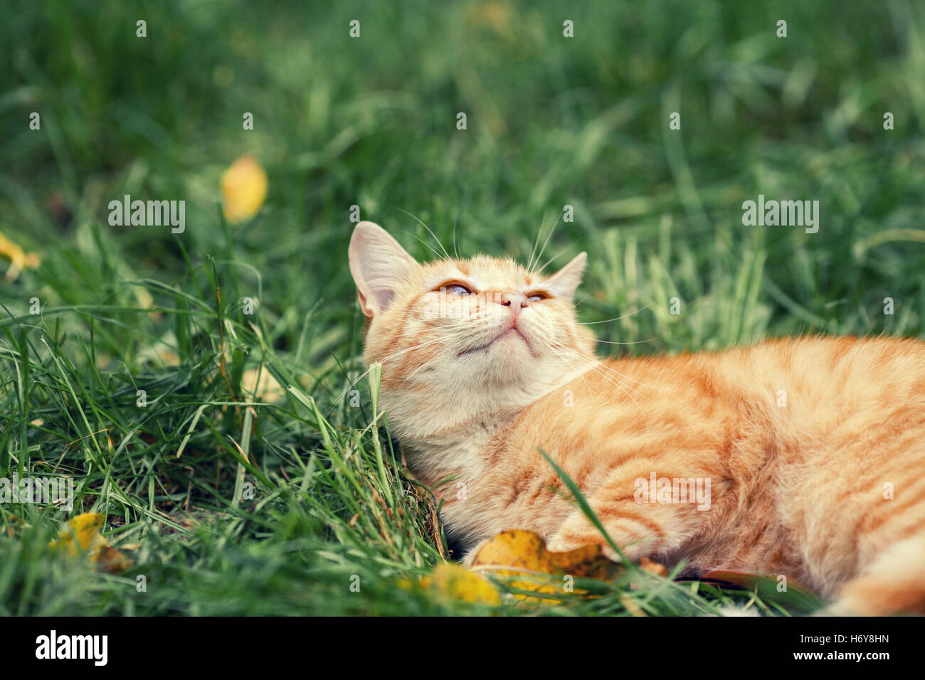 Happy cat lying down grass hi-res stock photography and images - Alamy