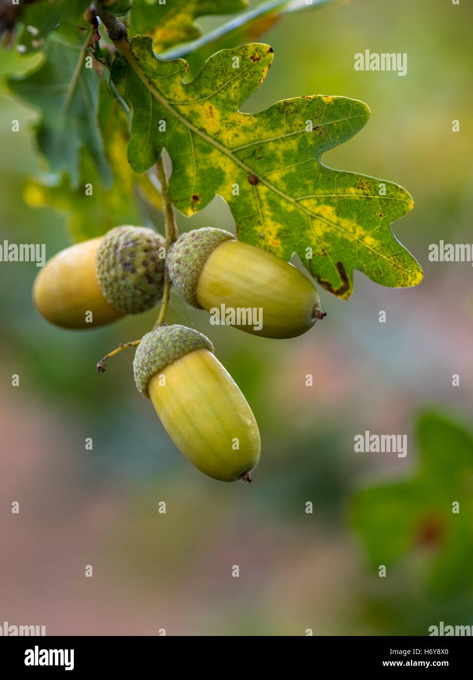 Acorn the nut of the oak tree Stock Photo Alamy