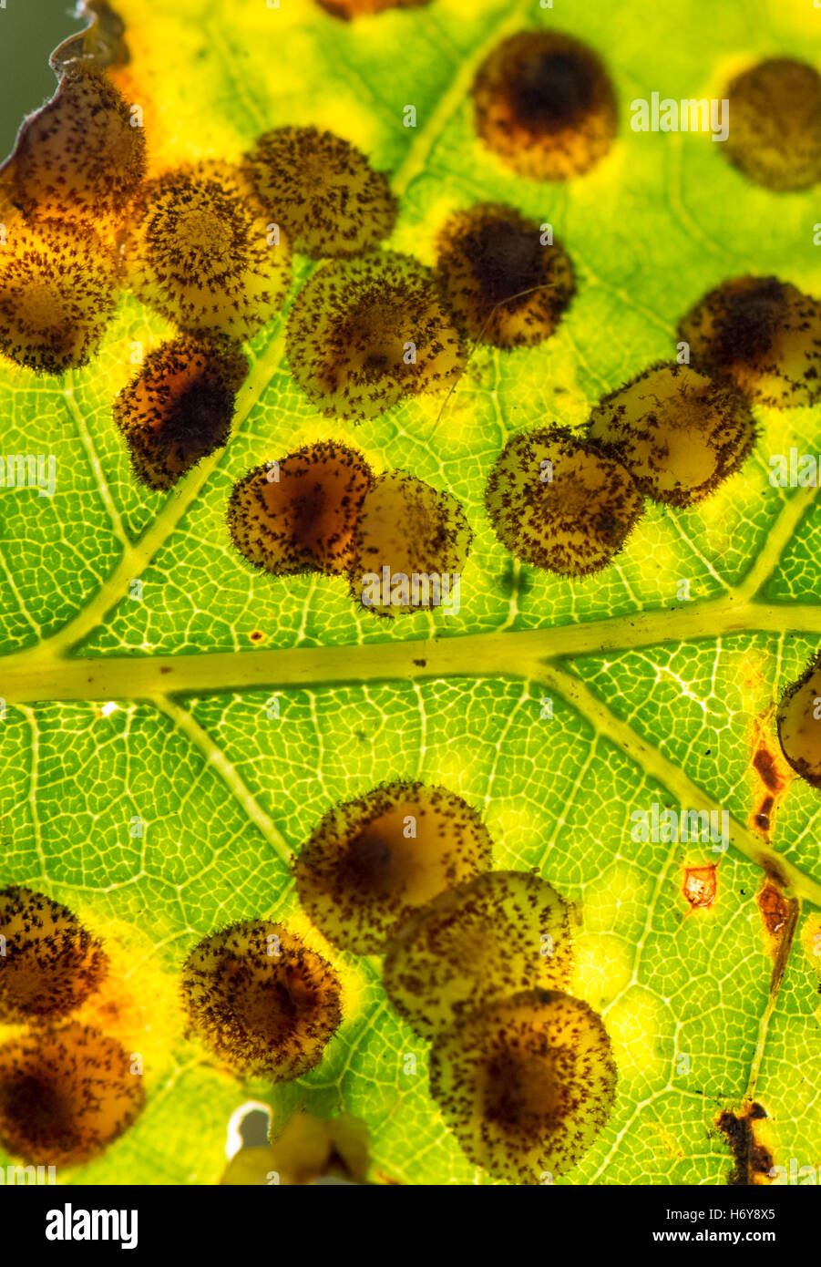 Close-up of the leaf galls on a oak tree leaf. Stock Photo