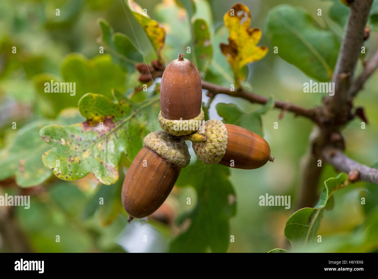 Acorns Nuts Tree At Michael Hammons Blog
