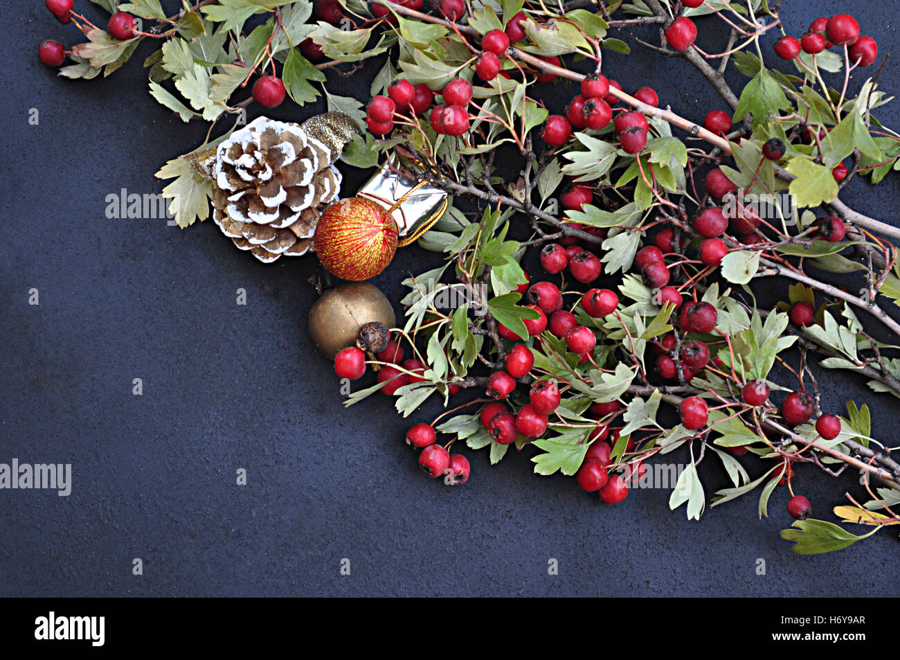 hackberry and Christmas atmosphere Stock Photo