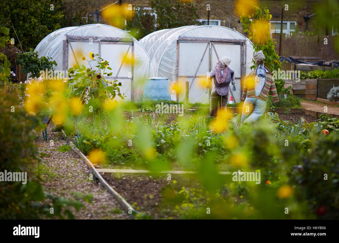 School allotment garden Hammersmith London   space growing fruit flowers plants community gardening tarpaulin sheets huts beds p Stock Photo