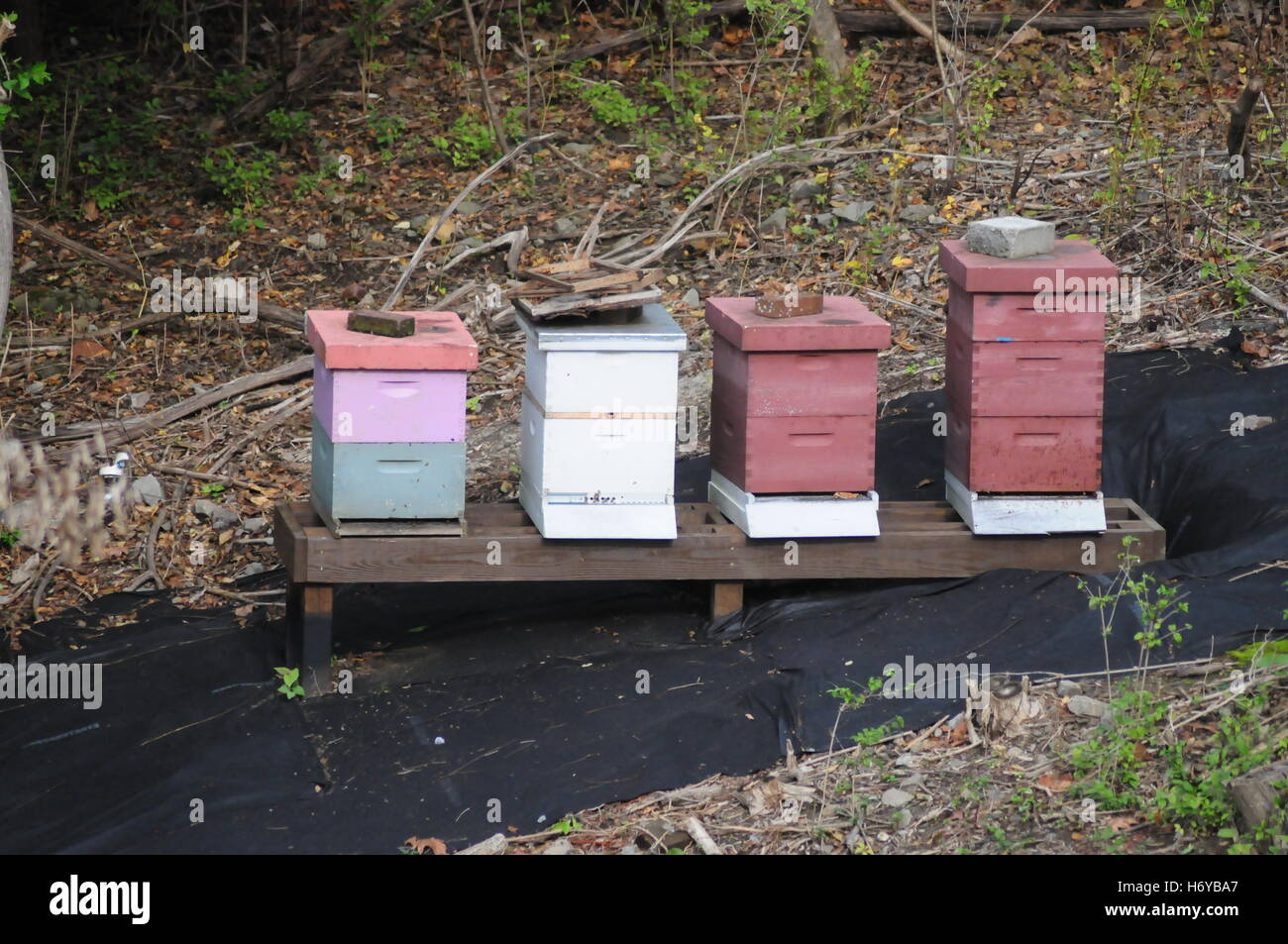 Bee Hives on a hill side Pittsburgh Zoo and Aquarium. Stock Photo