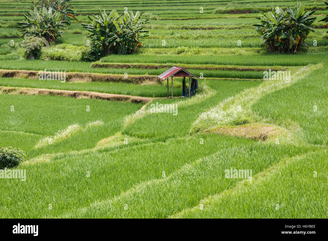 Rice fields near Ubud, viewed from the Campuhan Ridge Walk, Bali, Indonesia. Stock Photo