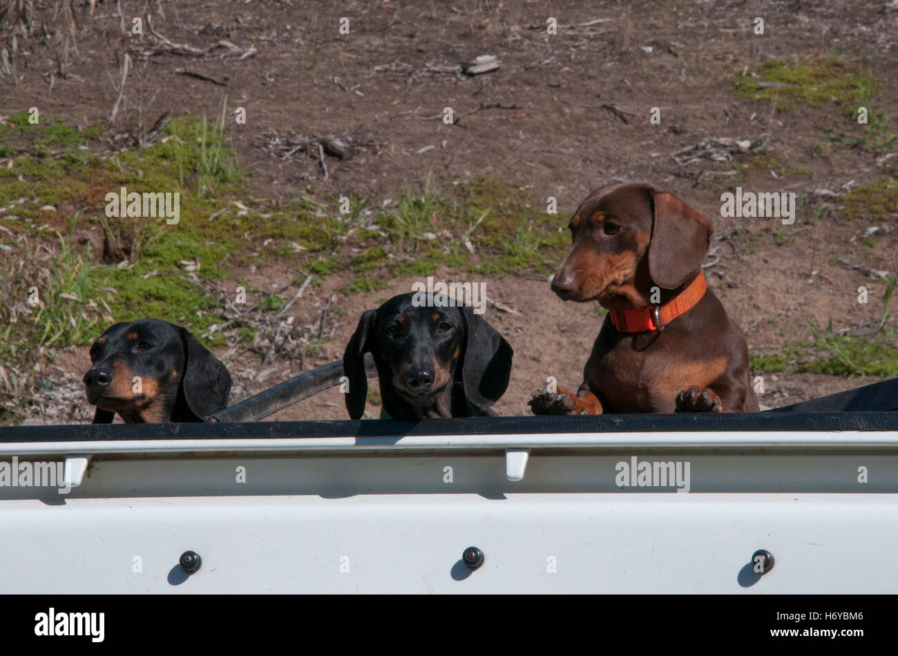 Farm dogs ride a utility truck at Harrow in the Wimmera region, Victoria, Australia Stock Photo