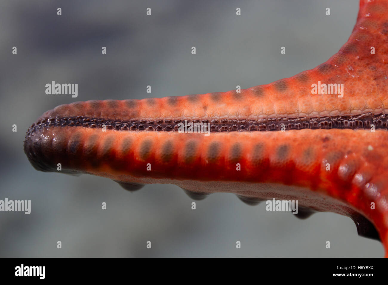 The arm of a horned starfish (Protoreaster nodosus) with the ambulacral groove. Stock Photo