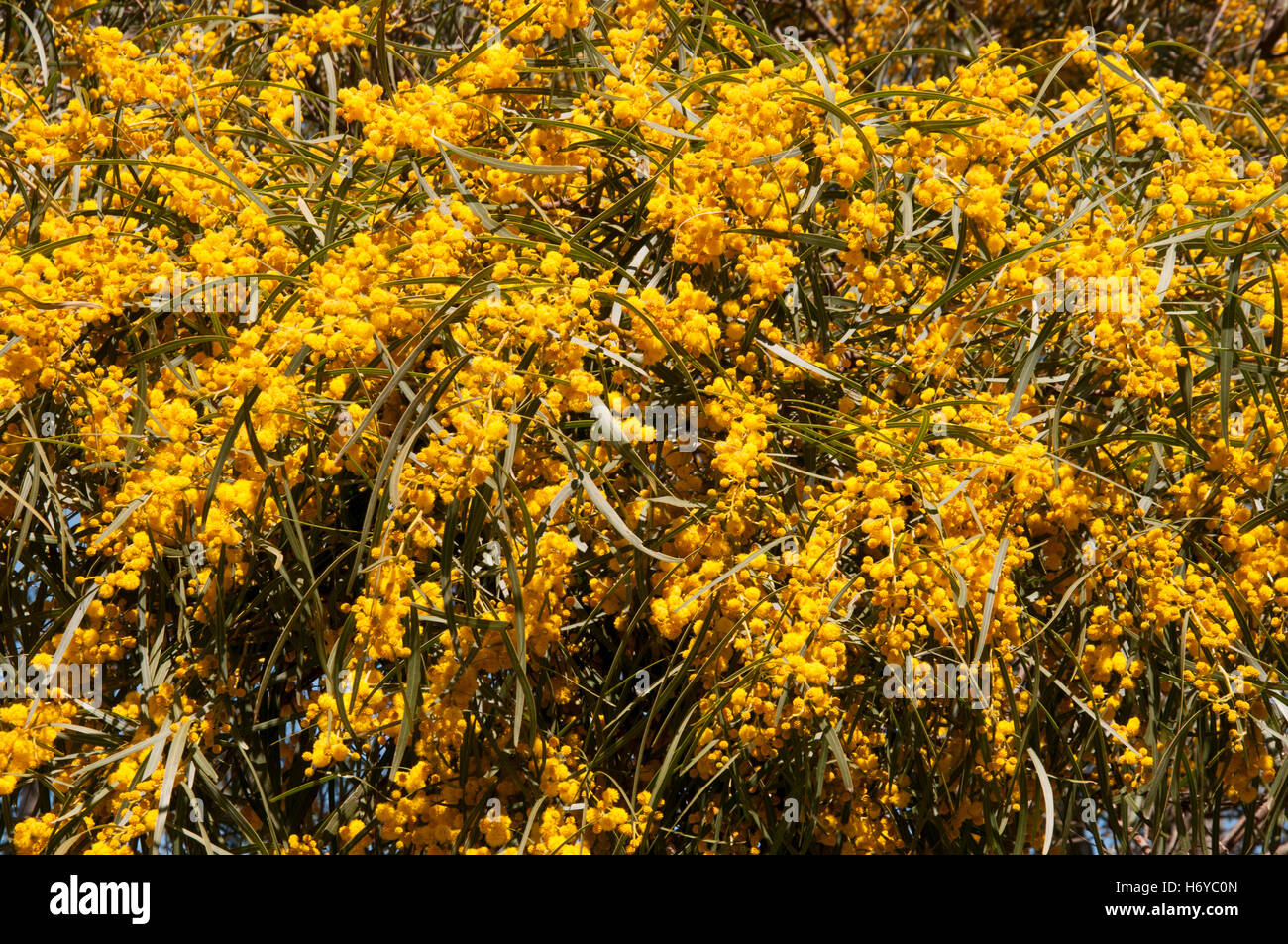 Sydney golden wattle (mimosa), Acacia longifolia, flowering beside Lake Bolac, western Victoria Stock Photo