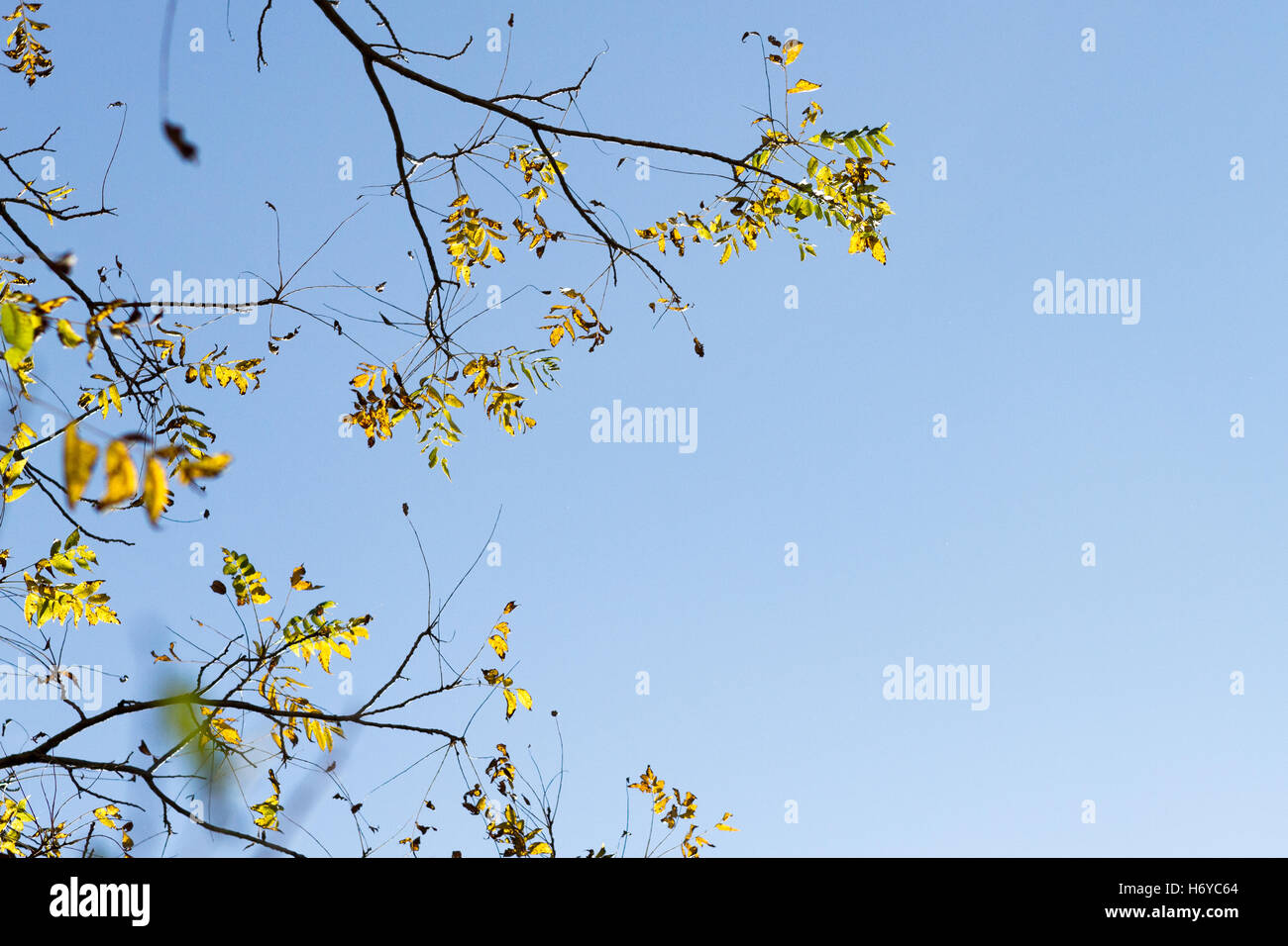 Sparse autumn leaves on walnut tree branches against blue sky Stock Photo