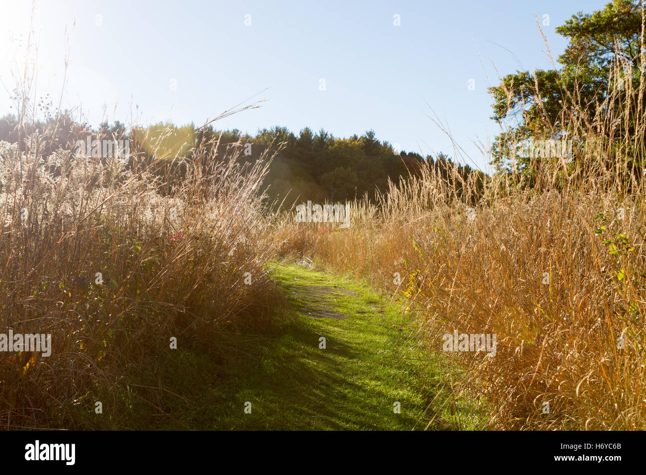 Trail through prairie with forest in background Stock Photo