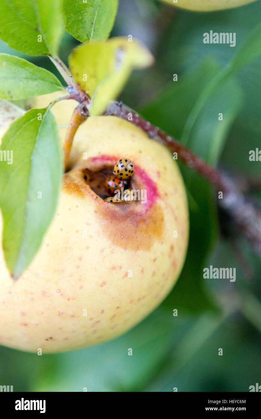 Decaying apple on a tree branch with ladybugs crawling on it Stock Photo