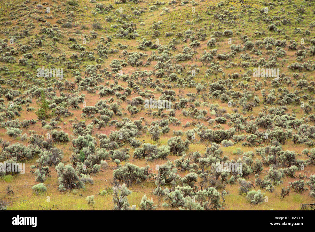 Sagebrush slope, Riverside Wildlife Area, Oregon Stock Photo Alamy