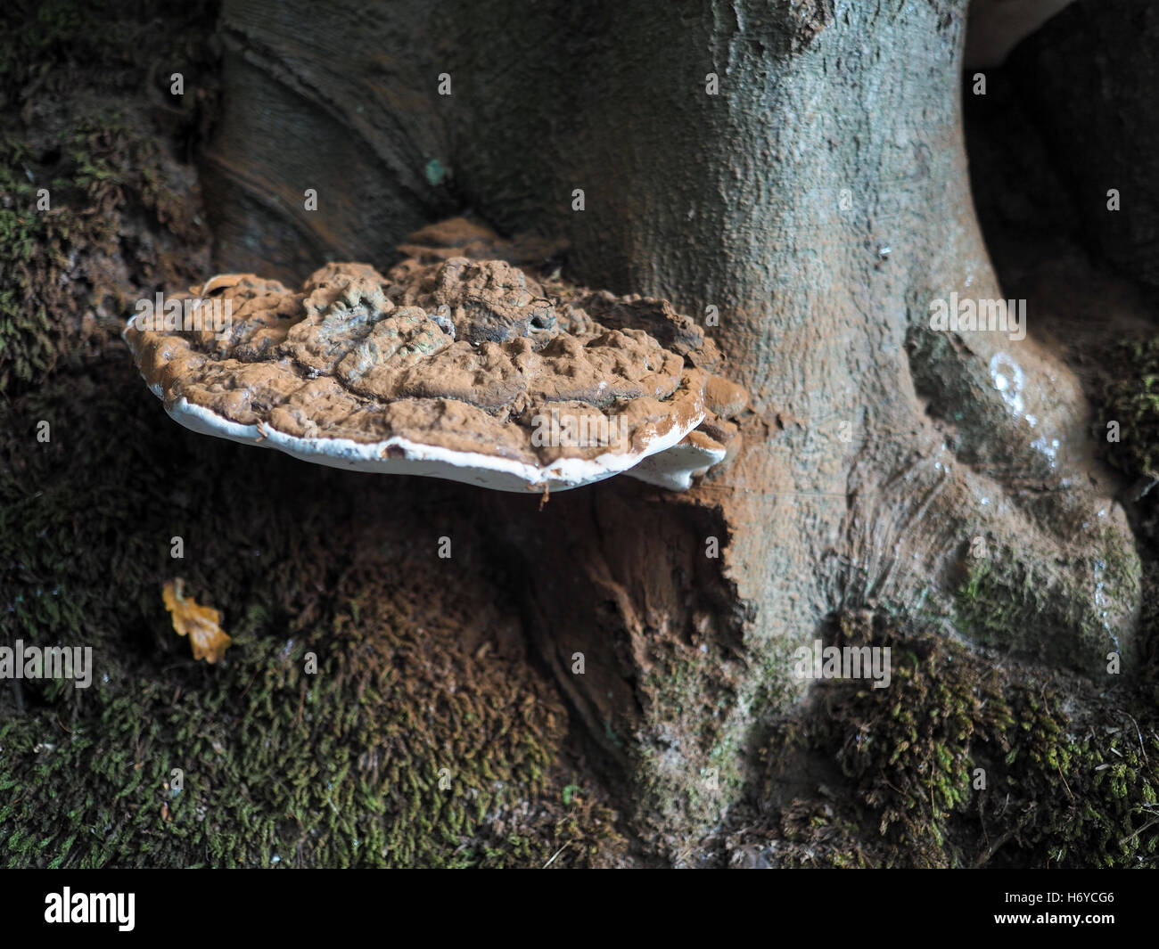 Bracket Fungus Growing on a Tree in Ashdown Forest Stock Photo