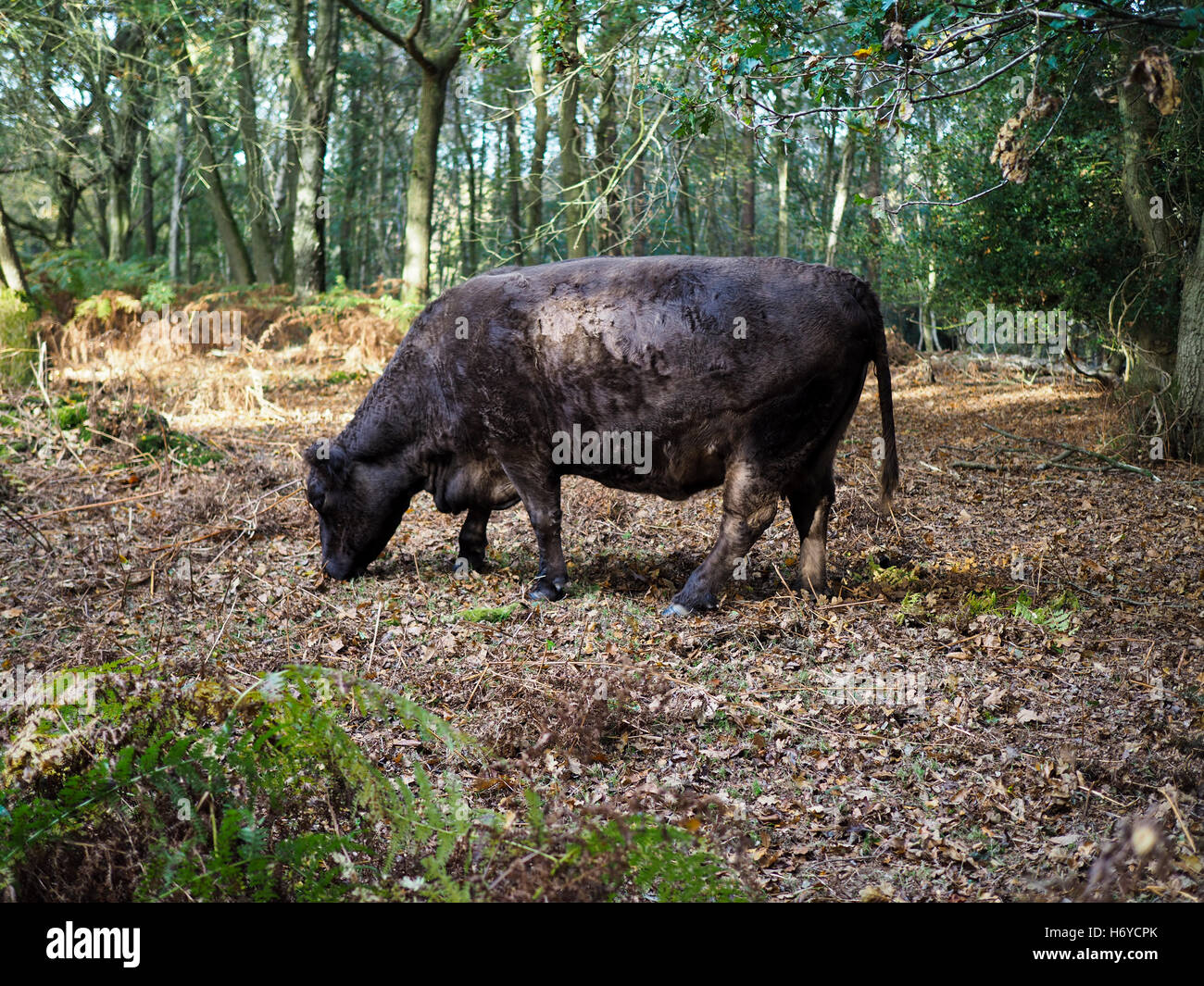 Cow Grazing for Acorns in the Ashdown Forest Stock Photo