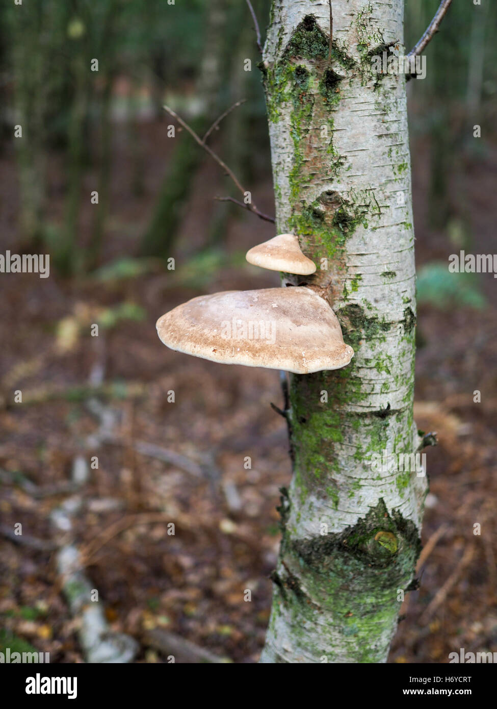 Fungus Growing on a Silver Birch Tree in Ashdown Forest Stock Photo - Alamy