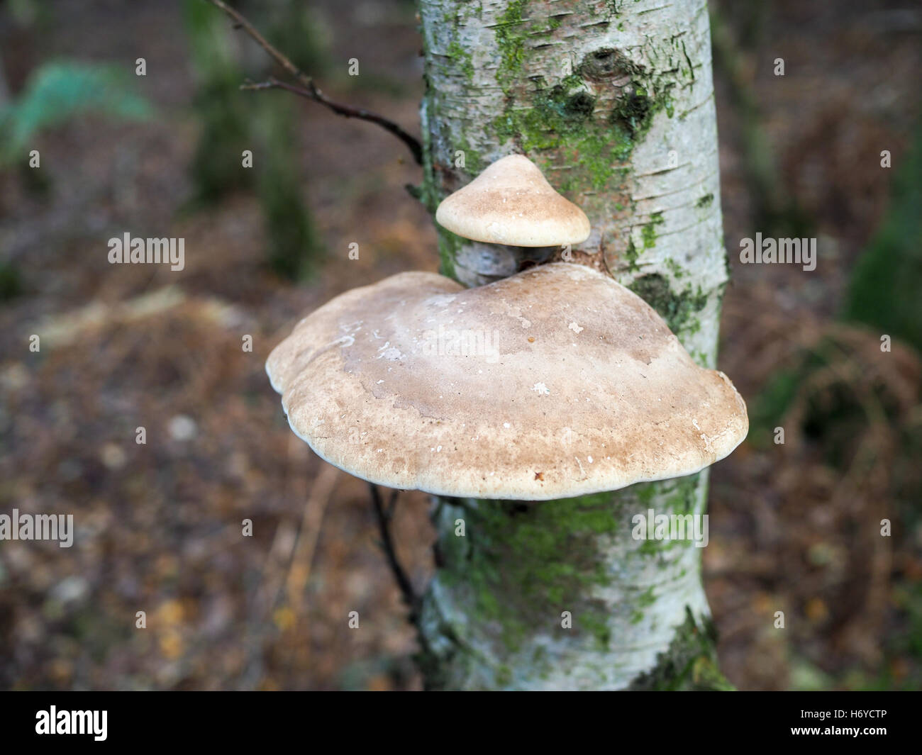 Fungus Growing on a Silver Birch Tree in Ashdown Forest Stock Photo