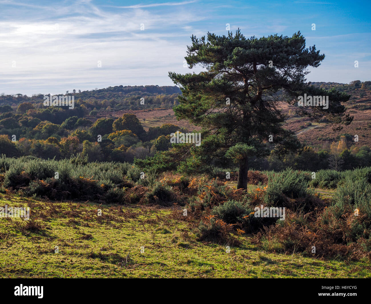 Scenic View of the Ashdown Forest in Sussex Stock Photo - Alamy