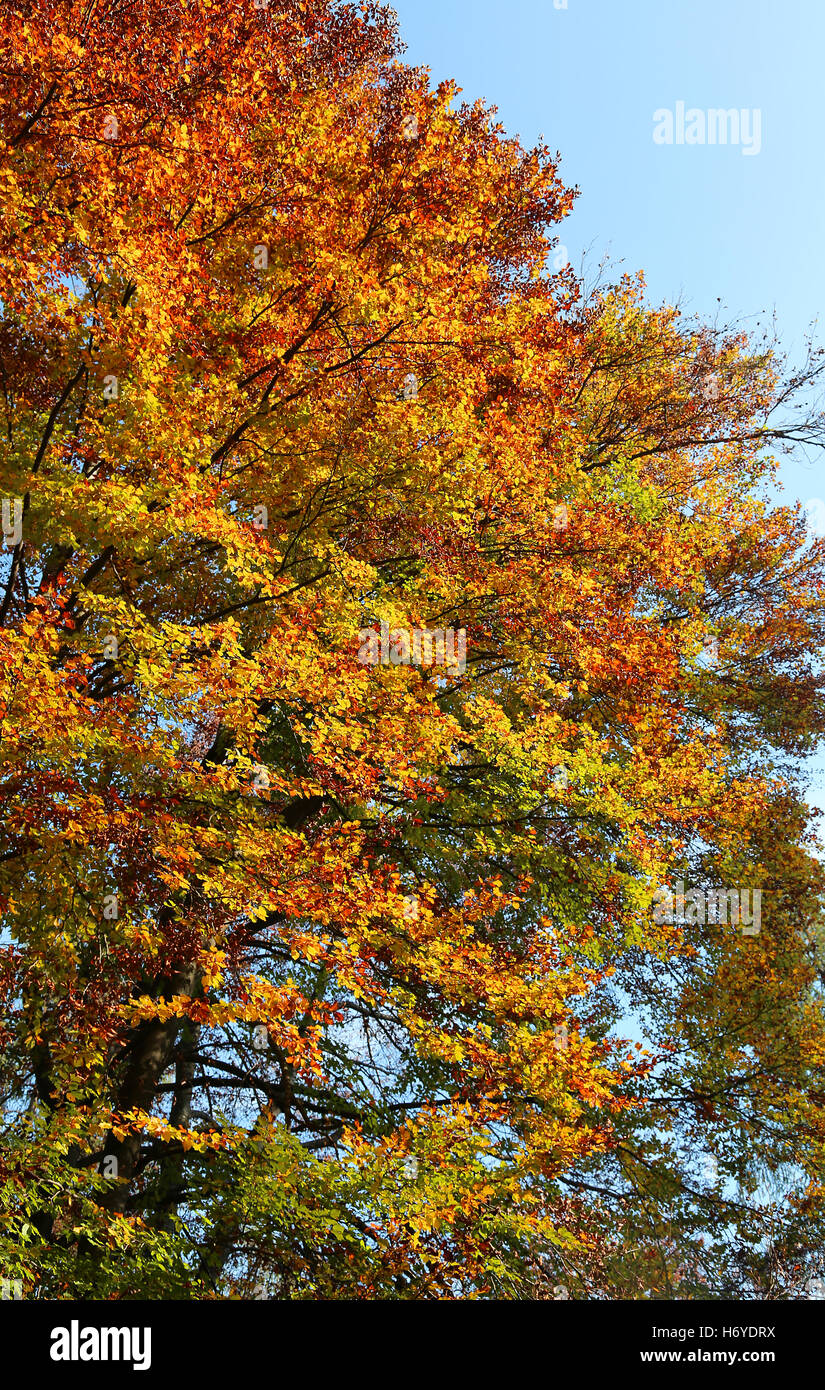 trees with beautiful colorful leaves in autumn in the mountains Stock ...