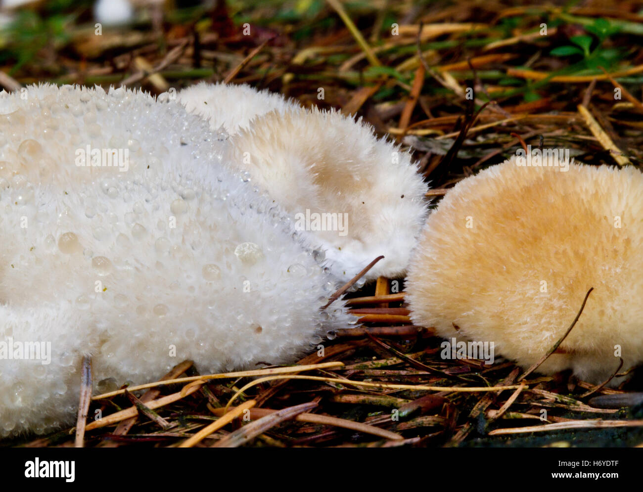 Some slime molds (Oligoporus ptychogaster) on pine needles Stock Photo