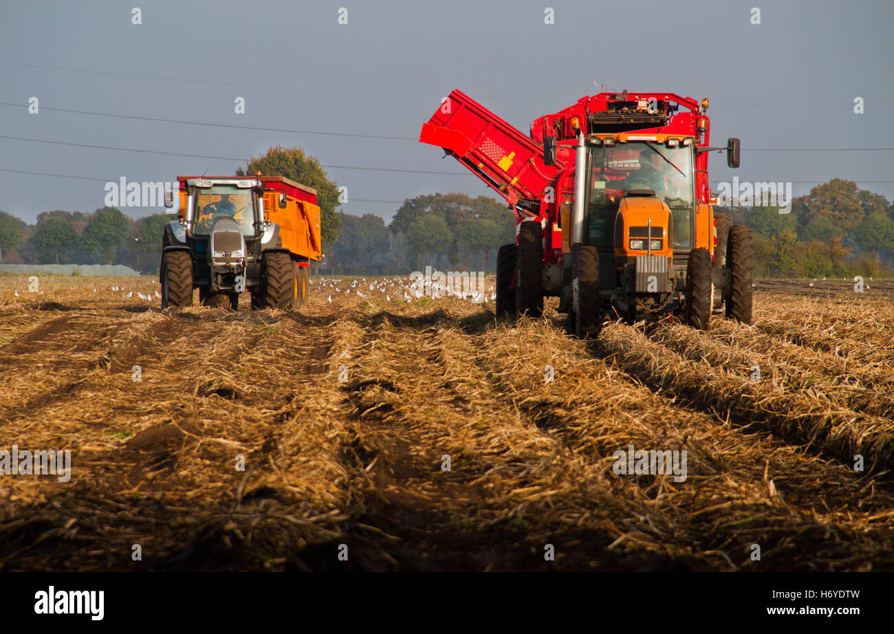 Potato harvest: tractors and harvester Stock Photo