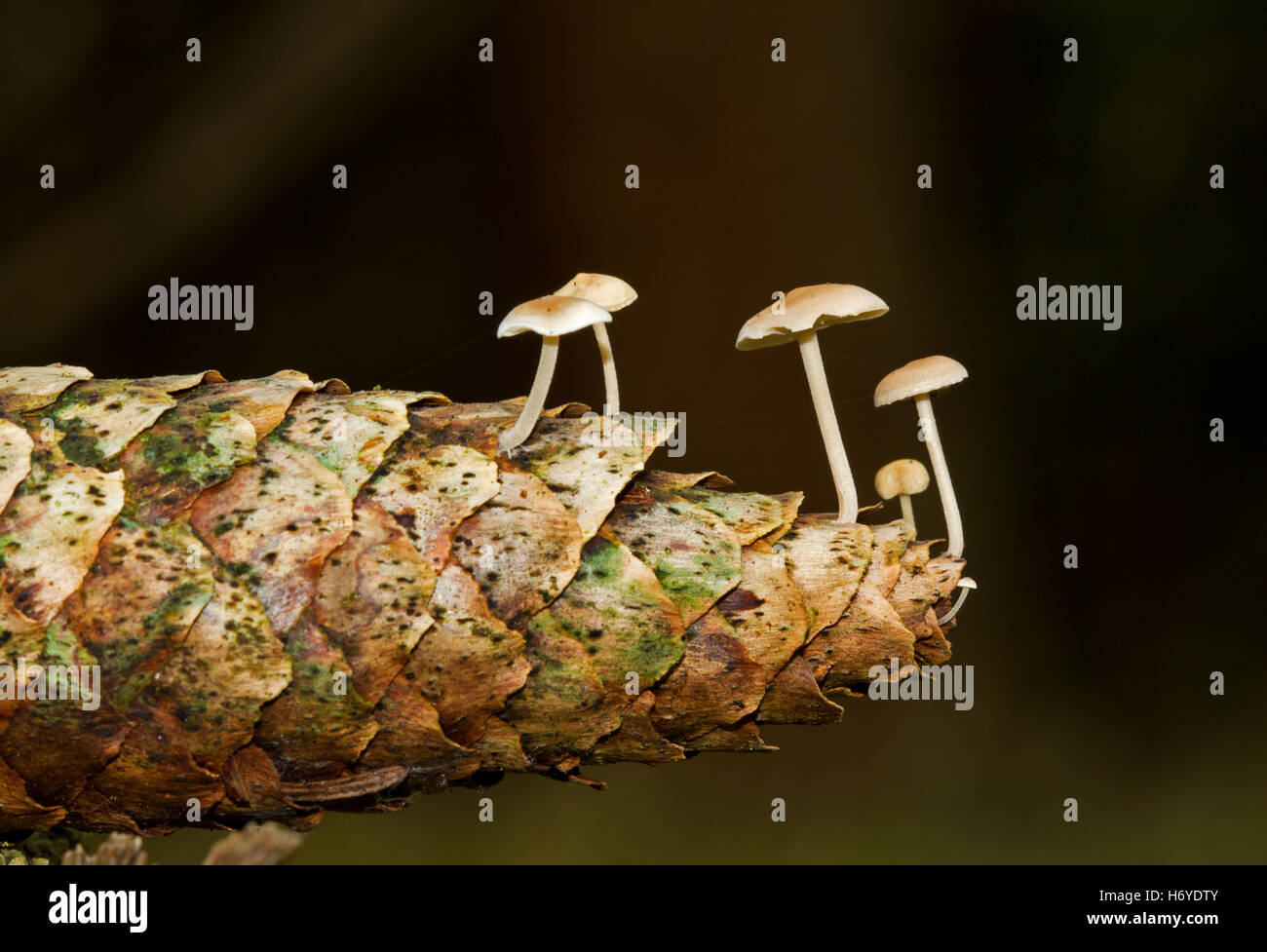 Tiny mushrooms (Conifere cap, Baeospora myosura) inhabit the cone of a spruce Stock Photo