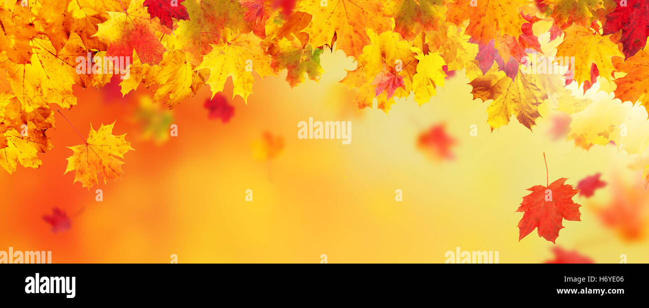Autumn abstract background with falling leaves and copyspace for text Stock Photo