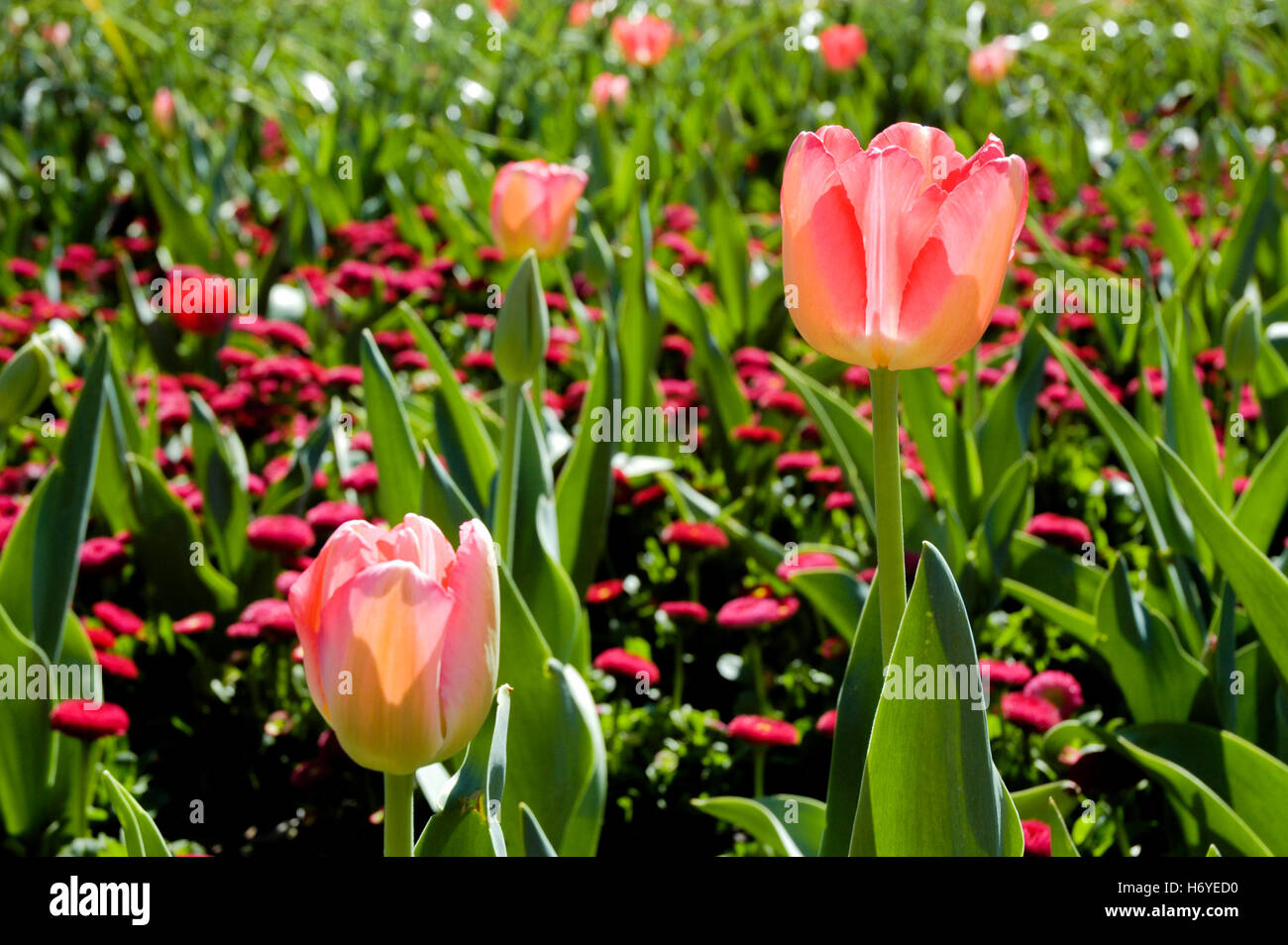 tulip flower displays. floriade 2008. canberra. act Stock Photo Alamy
