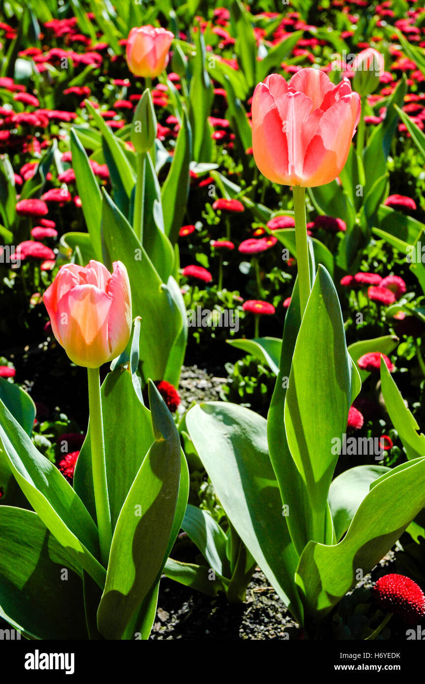 tulip flower displays. floriade 2008. canberra. act Stock Photo Alamy