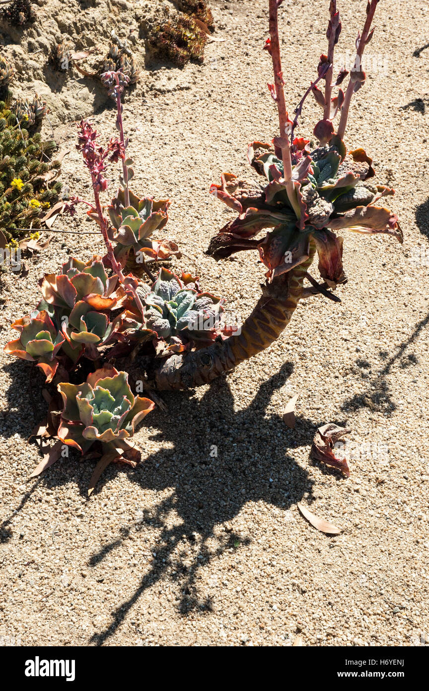 unusual shaped succulent plant. enchanted maze garden. arthurs seat
