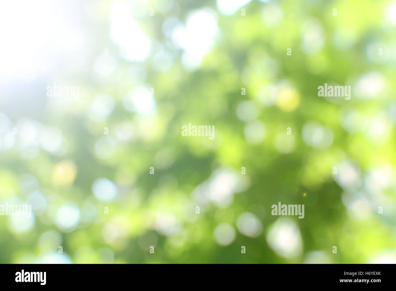 blurry green nature background Stock Photo - Alamy