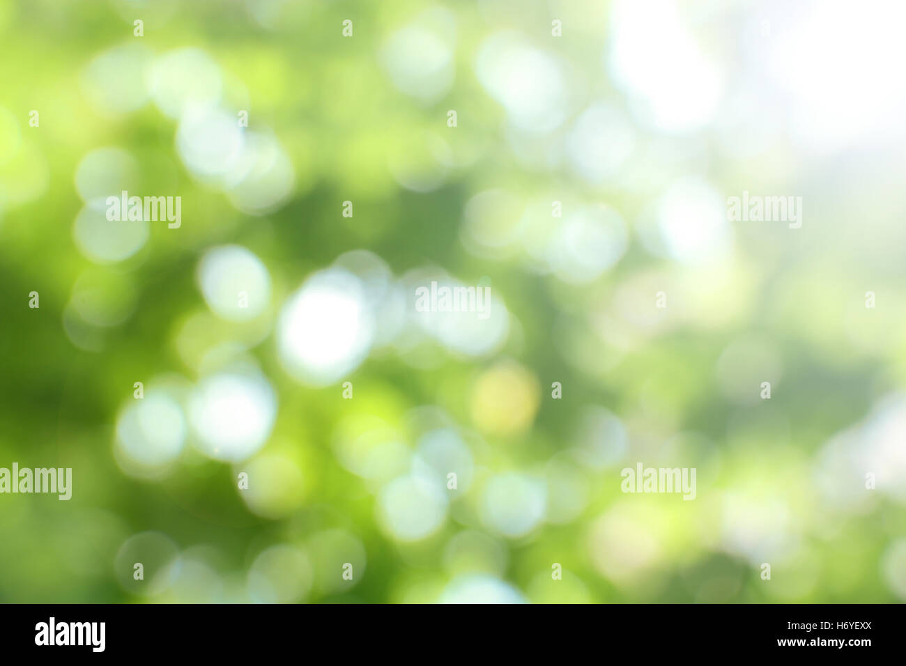 blurry green nature background #2 Stock Photo - Alamy