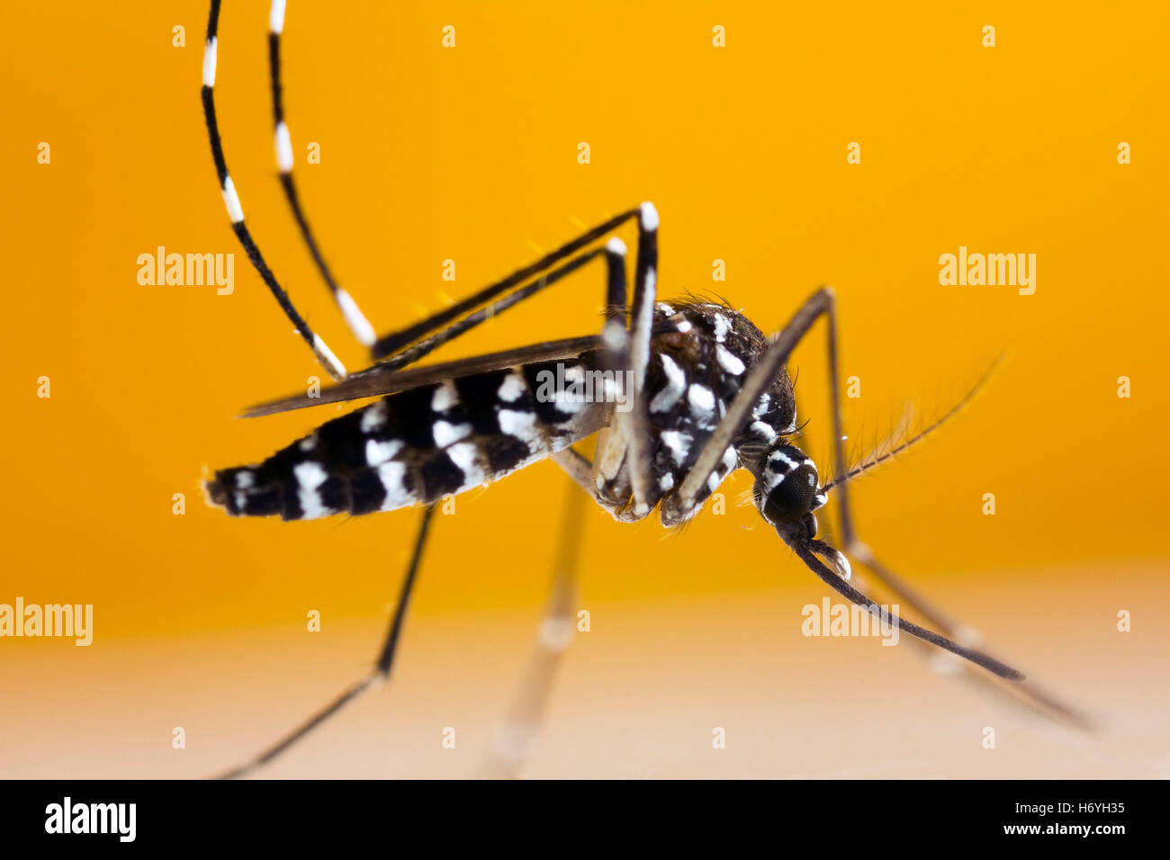 Asian Tiger Mosquito (Aedes albopictus Stock Photo - Alamy