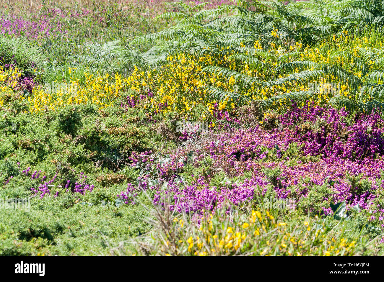 Colorful Heath Vegetation Detail Seen Around Pointe Du Raz In Brittany colorful-heath-vegetation-detail-seen-around-pointe-du-raz-in-brittany