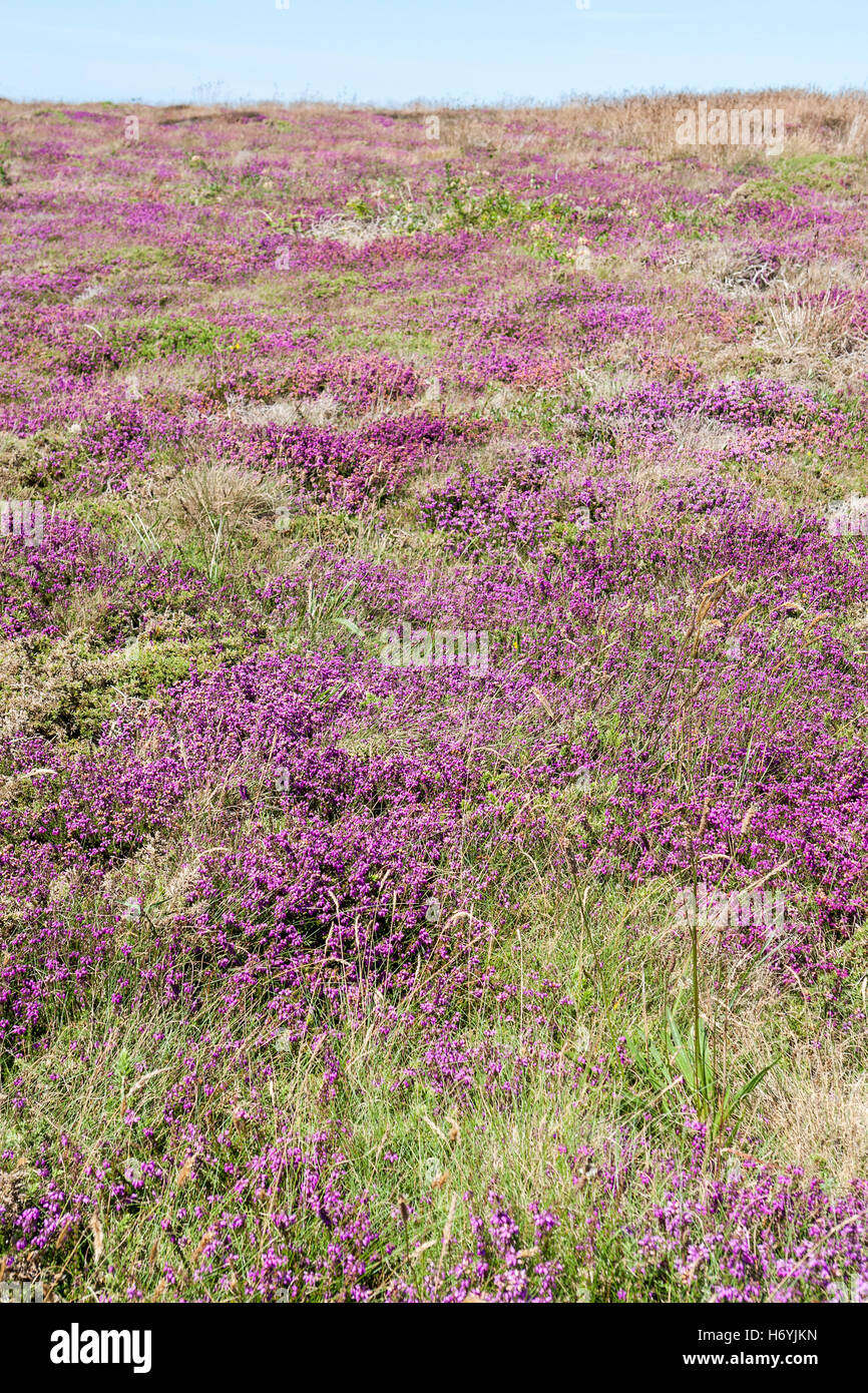 Colorful Heath Vegetation Detail Seen Around Pointe Du Raz In Brittany colorful-heath-vegetation-detail-seen-around-pointe-du-raz-in-brittany