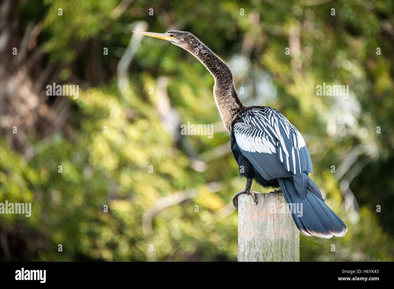 Anhinga (also known as water turkey or snake bird) perched on post at Bird Island Park in Ponte Vedra Beach, Florida, USA. Stock Photo