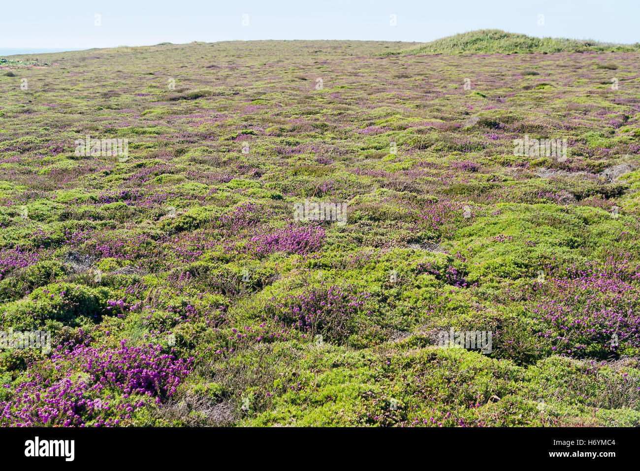 Colorful Heath Vegetation Detail Seen Around Pointe Du Raz In Brittany colorful-heath-vegetation-detail-seen-around-pointe-du-raz-in-brittany