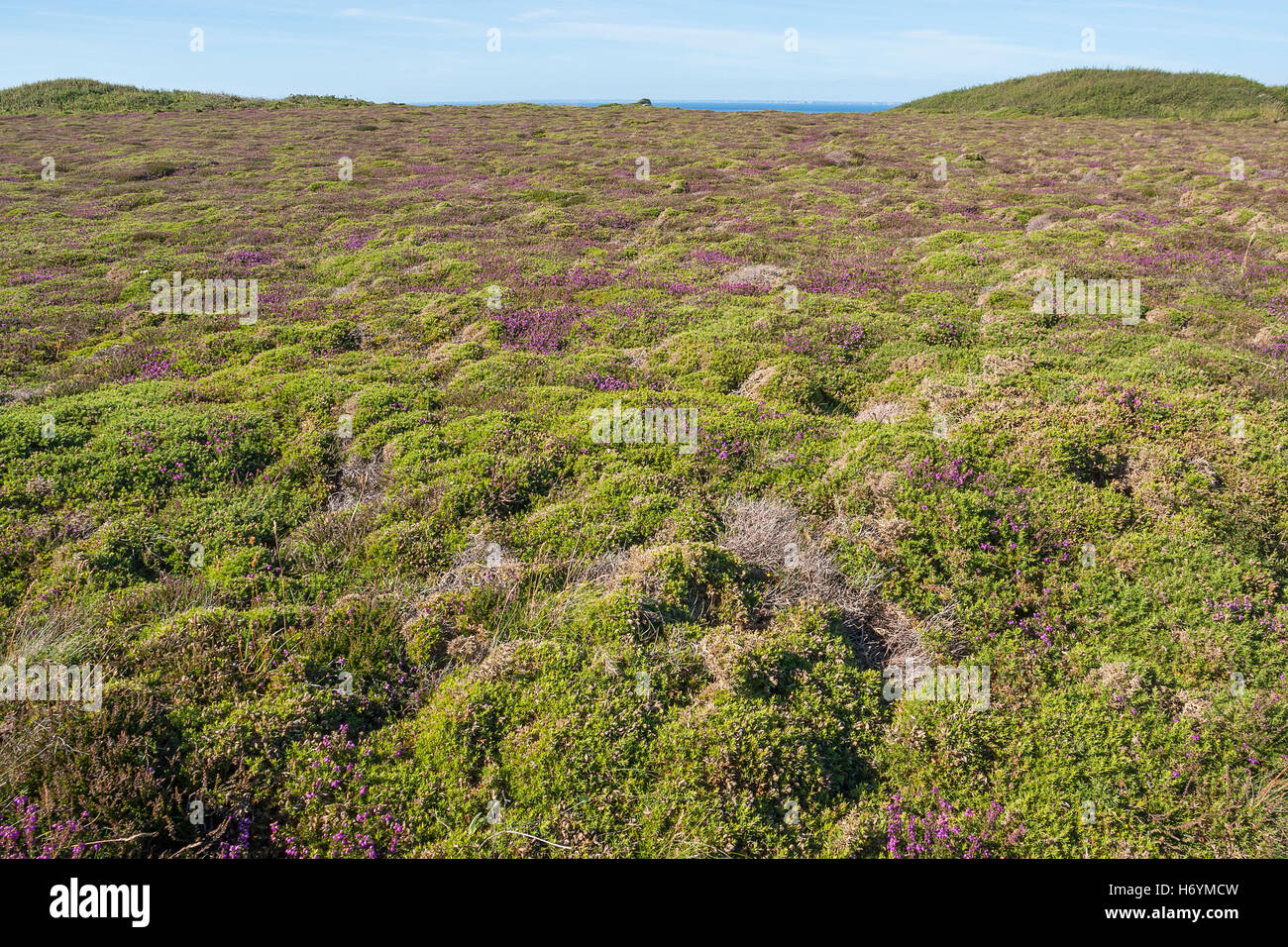 Colorful Heath Vegetation Detail Seen Around Pointe Du Raz In Brittany colorful-heath-vegetation-detail-seen-around-pointe-du-raz-in-brittany