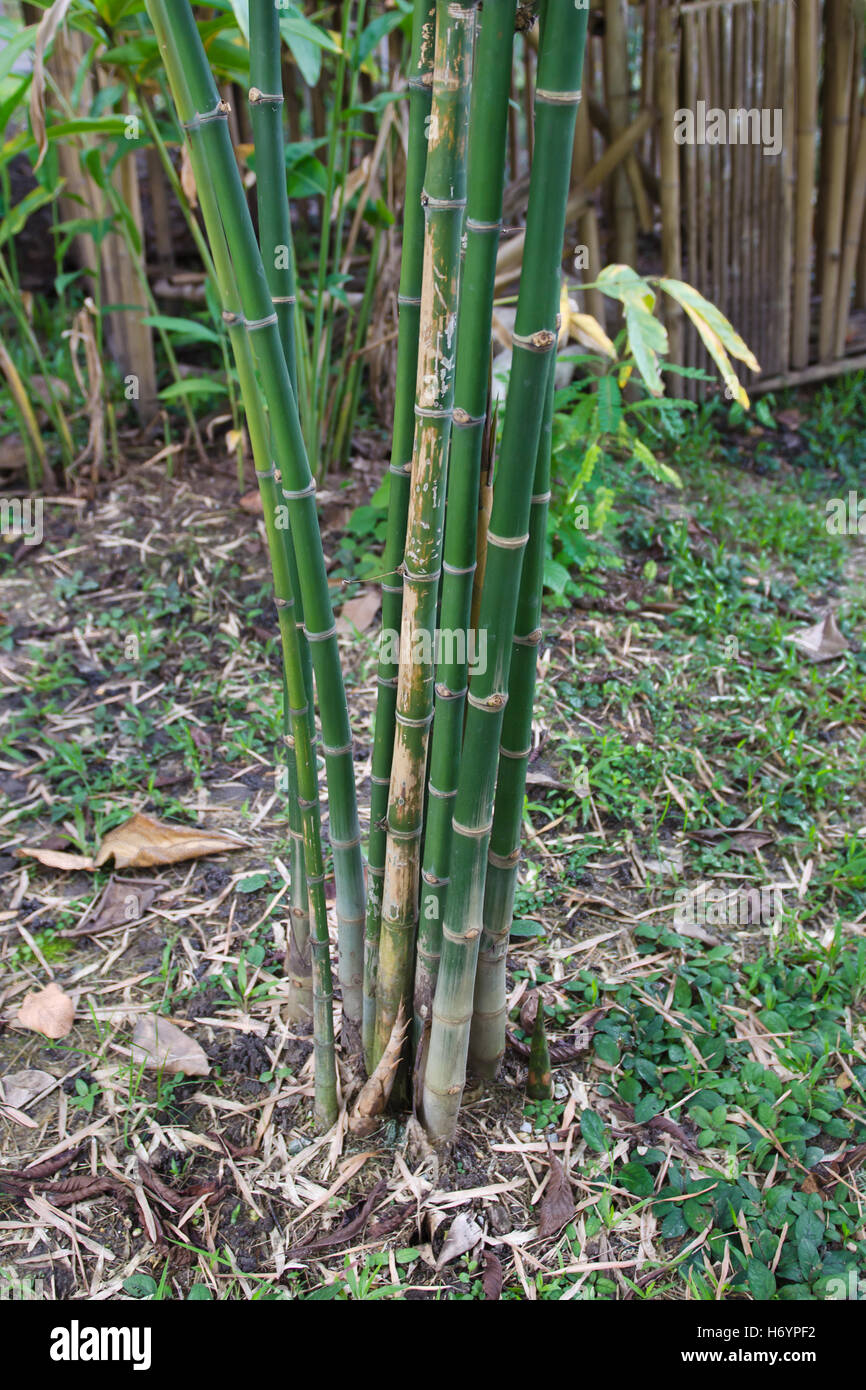 Bamboo Tree In The Garden (also Named As Bambusa Multiplex (lour 