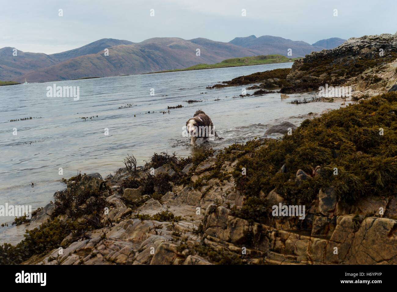 Spanish Water Dog playing near loch at port appin Scotland, scenic mountains Stock Photo