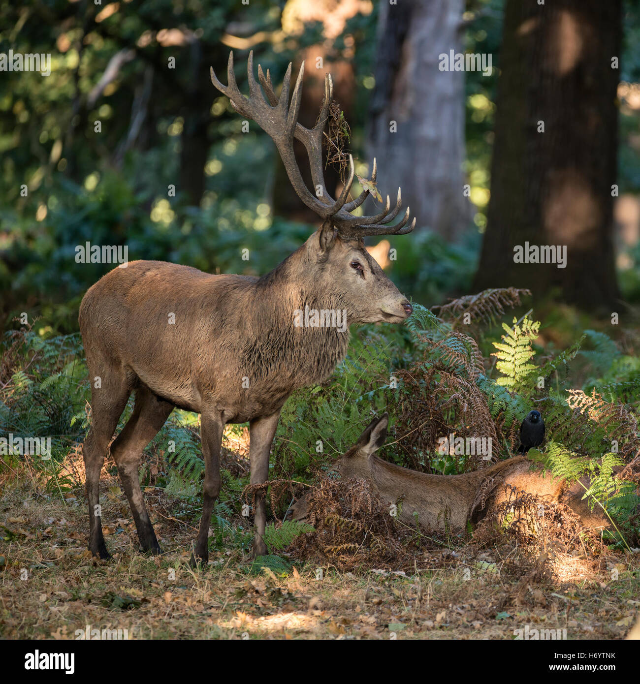 Beautiful intimate tender moment between red deer stag and hind doe during rutting season with stag bellowing Stock Photo